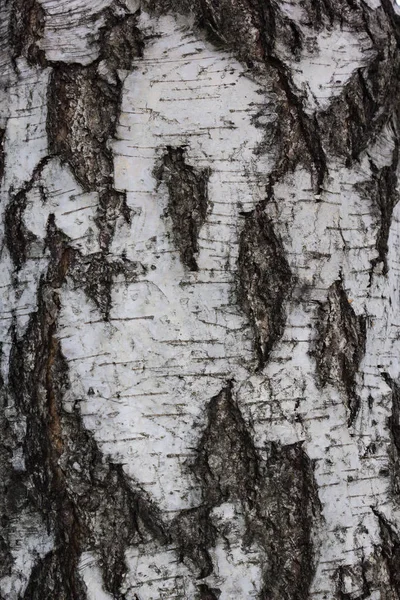 Textura Azulejo Marrón Del Árbol Viejo Fondo Corteza Árbol Sin — Foto de Stock