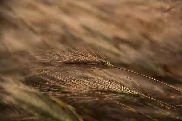 Çavdar yumuşak odak alanına kulak. Doğal arka plan. Yakın çekim