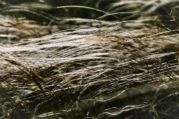 Yeşil çimen yaz arka plan veya doku.