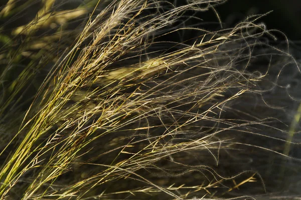 Yeşil çimen yaz arka plan veya doku.
