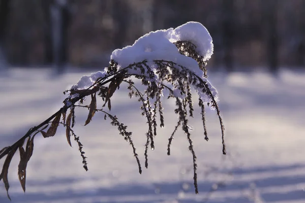 Winterlandschaft Winterszene Eingefrorene Blume Selektiver Fokus — Stockfoto