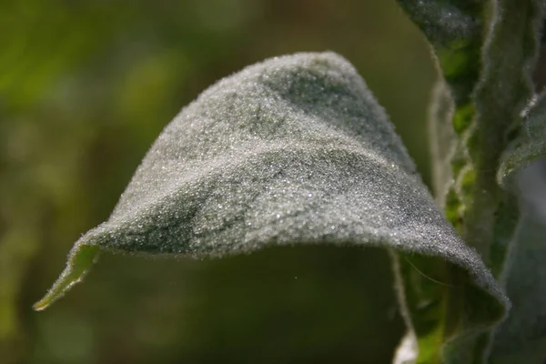 Yeşil izinli Çiy damlaları.