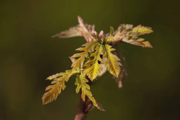 緑の木の新芽が成長します 新しい生活の象徴 — ストック写真