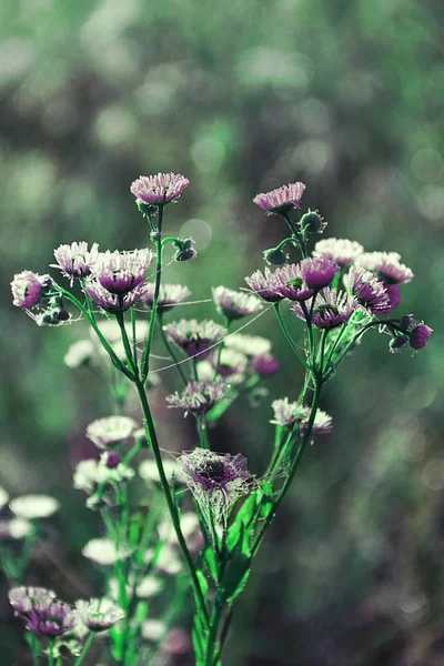 Chromatic flowers on special effects