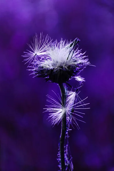 Хроматичні квіти на спецефекти — стокове фото