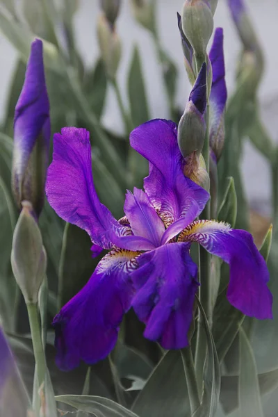 Güneşli yaz günü dolu bir alanda güzel mor çiçek
