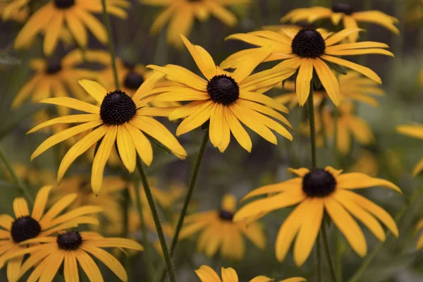 Güzel portakal çiçekleri güneşli bir hava yaratır.