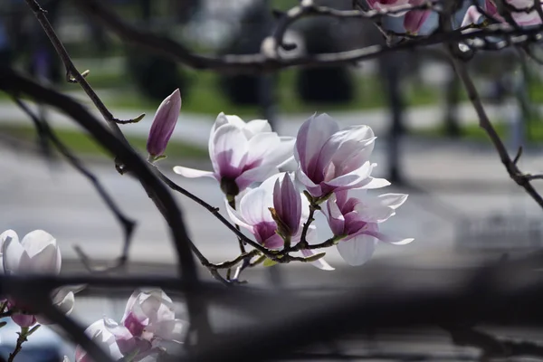 Beautiful magnolia in the garden creates a good mood — Stock Photo, Image