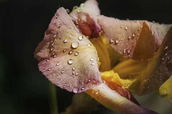 Яркие красивые цветы создают весеннее настроение — стоковое фото