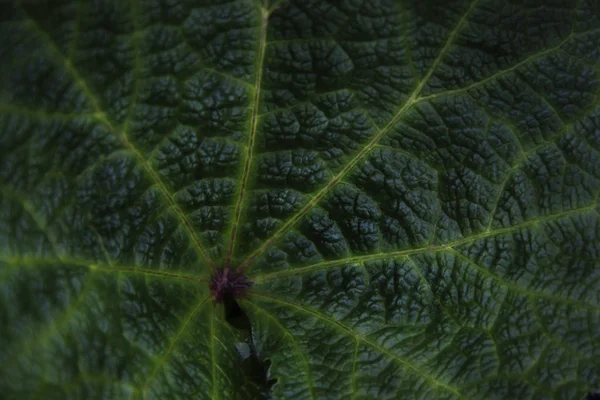 Green leaf with yellow streaks for the background — Stock Photo, Image