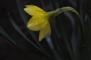 Sarı Narcissus Çiçeği ve Su Damlaları Bahar Çiçekleri