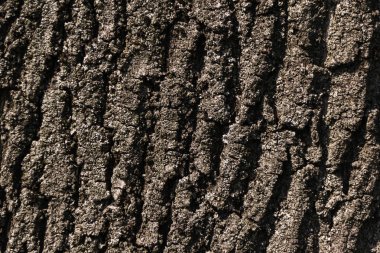 Arka plan için doğal ağaç kabuğu dokusu