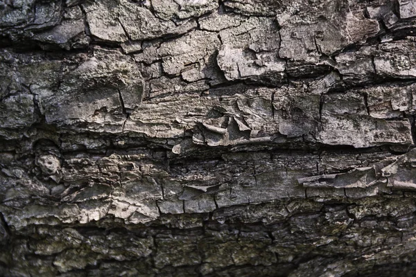 Texture de l'écorce d'arbre naturel pour le fond — Photo