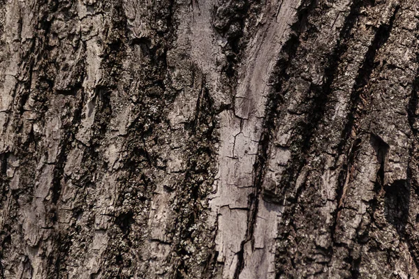 Texture de l'écorce d'arbre naturel pour le fond — Photo