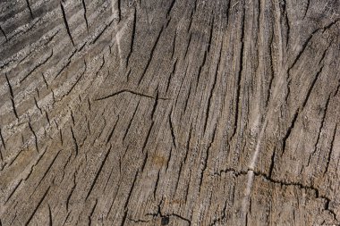 Arka plan için ağaç gövdesinin doğal bir kesiğinden doku