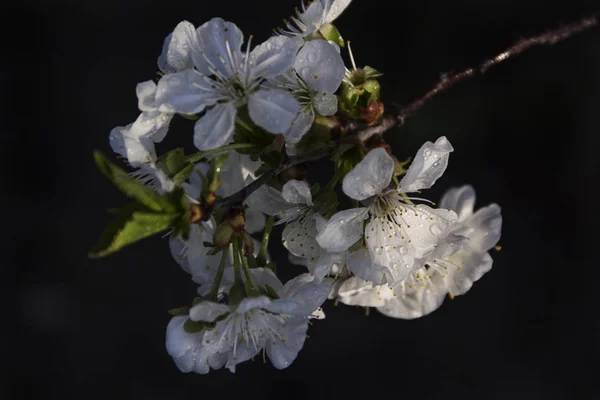 Gros plan de pommier fleurs blanches fond de printemps — Photo