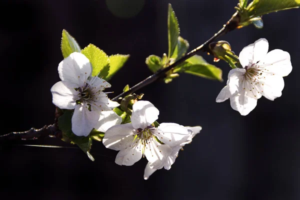 Elma ağacı beyaz çiçekler bahar arka plan Closeup