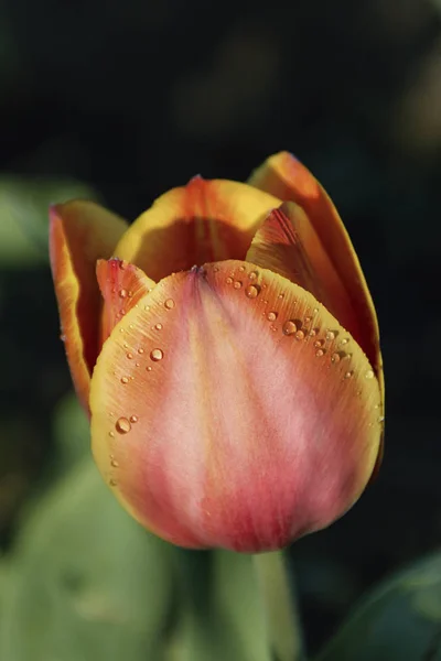 Крупный план тюльпаны цветы весенний фон макрокапли дождя — стоковое фото