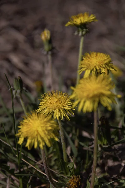 Sarı karahindibalar güneşli bir günde bahar çiçekleri açar.