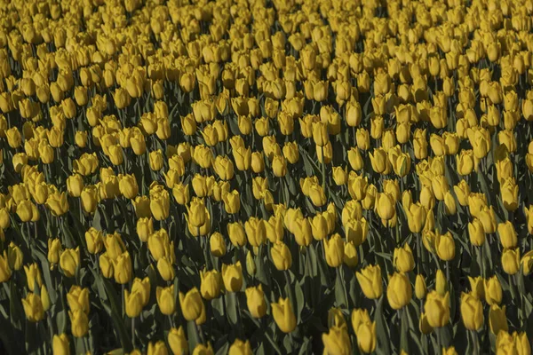 Sarı laleler baharda çiçek açar.