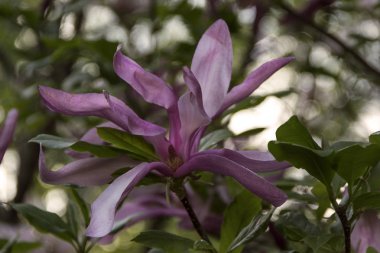 Bahar arka planda bahçede güzel çiçekaçan manolyalar