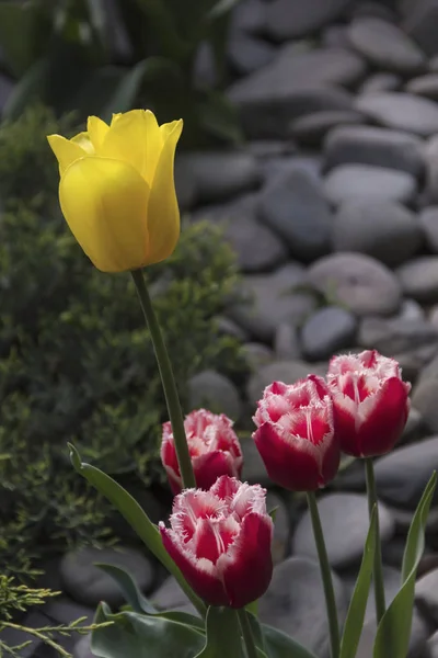 Красивые цветущие тюльпаны в саду на весеннем фоне — стоковое фото