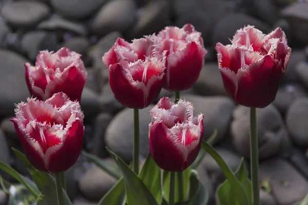 Красивые цветущие тюльпаны в саду на весеннем фоне — стоковое фото
