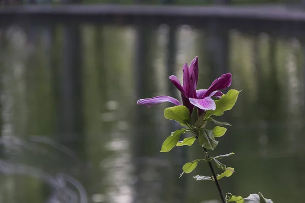 Bahar arka planda bahçede güzel çiçekaçan manolyalar
