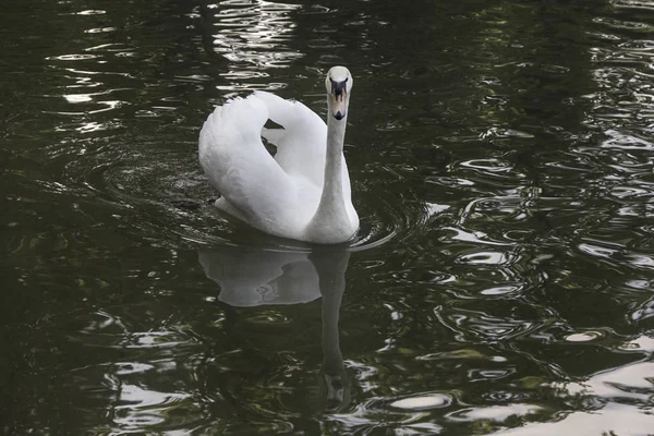 Witte zwaan in het water reflectie zonsondergang — Stockfoto