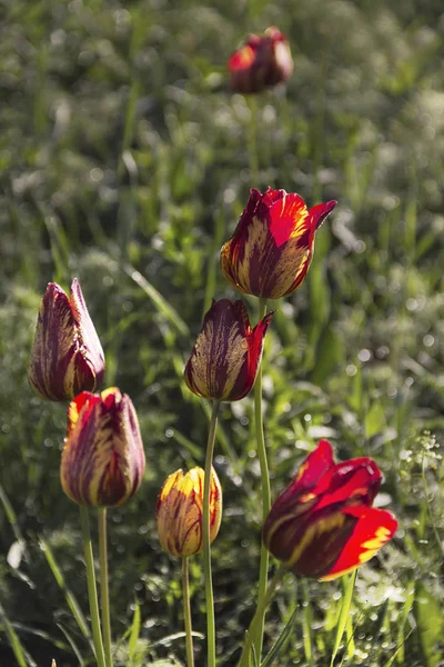 Blooming fresh tulips in the garden dew — Stock Photo, Image