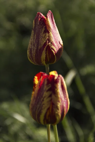 Blühende frische Tulpen im Gartentau — Stockfoto