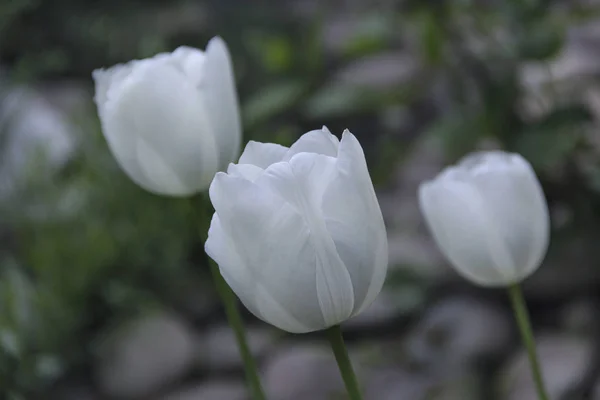 Красиві тюльпани цвітуть навесні на фоні саду — стокове фото