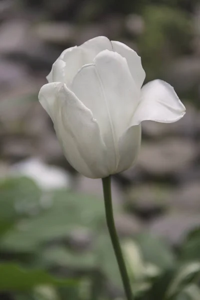 Bahçe arka planda ilkbaharda güzel laleler çiçek