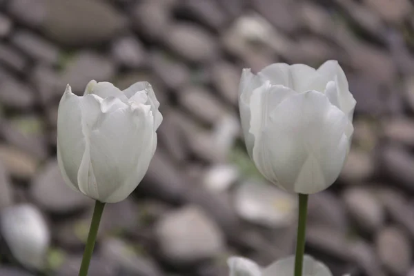 Bahçe arka planda ilkbaharda güzel laleler çiçek