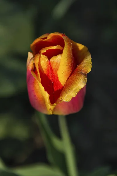 Красные тюльпаны с капельками дождя на лепестках в саду — стоковое фото