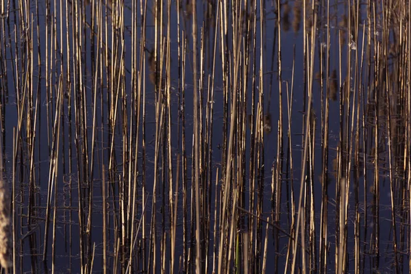 Твінкінг на фоні сонячного світла очеретяної трави весняний фон — стокове фото