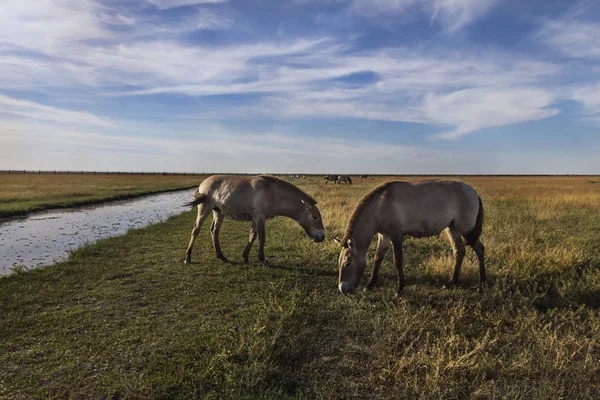 Bozkırda mera üzerinde rezerv hayvanlar