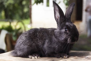 Doğal çevreye yakın arsa üzerinde tavşan ev