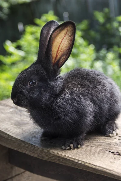 Rabbit home on the plot closer to the natural environment — Stock Photo, Image