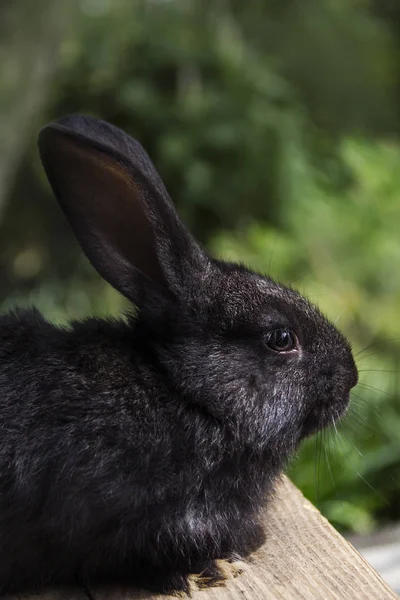 Doğal çevreye yakın arsa üzerinde tavşan ev