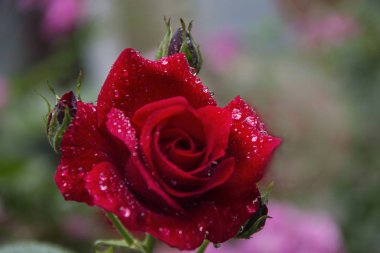 Yağmur damlaları bahçede kırmızı, arka plan yaz gül