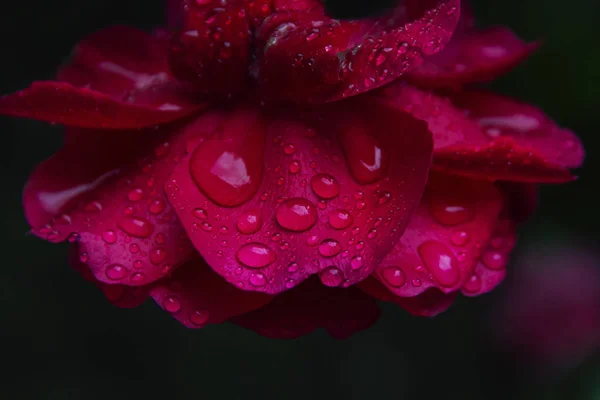 Yağmur damlaları bahçede kırmızı, arka plan yaz gül