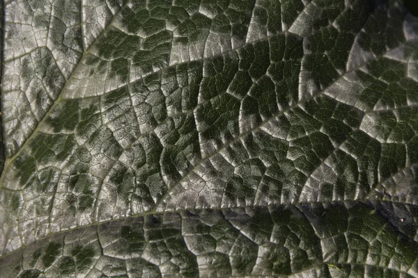 Nahaufnahme eines gesunden grünen Zucchini-Blattes, das seine Adern zeigt.Hintergrund — Stockfoto