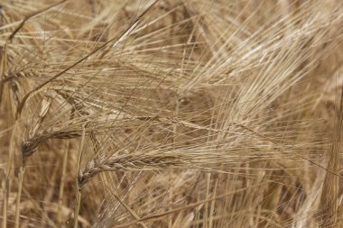 Yaz aylarında tarlada tahıl kulakları, doğal arka plan