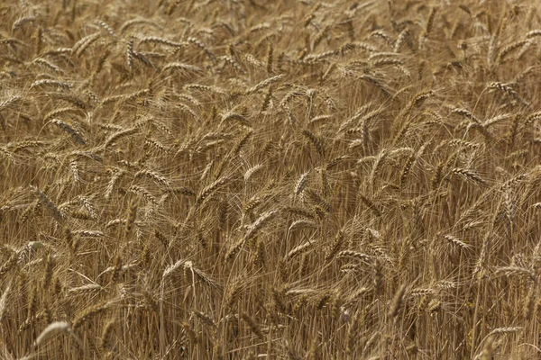 Ähren auf dem Feld im Sommer, natürlicher Hintergrund — Stockfoto