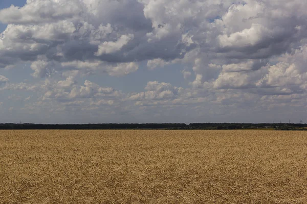 Wheat field with blue sky with sun and clouds, landscape background — Stock Photo, Image