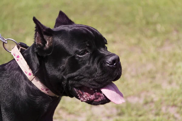 Belos cães inteligentes de raça pura para o show, o melhor — Fotografia de Stock