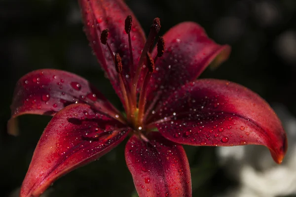 Цветок лилии красного карминового цвета с капельками дождя — стоковое фото