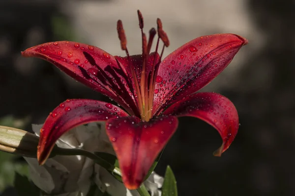Цветок лилии красного карминового цвета с капельками дождя — стоковое фото