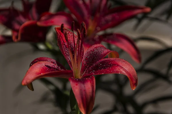 A flor do lírio é vermelha cor de carmim com gotas de chuva — Fotografia de Stock